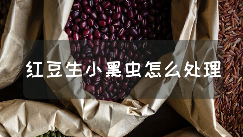 红豆生小黑虫怎么处理
