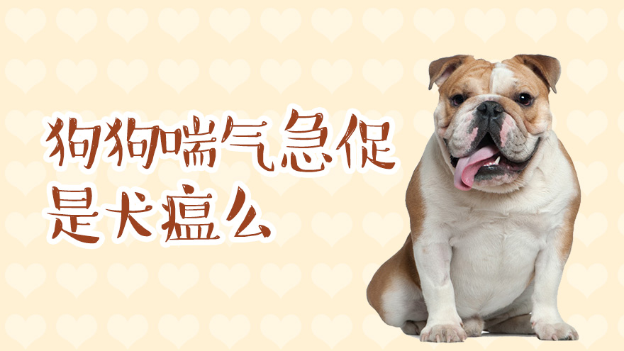 狗狗喘气急促是犬瘟么