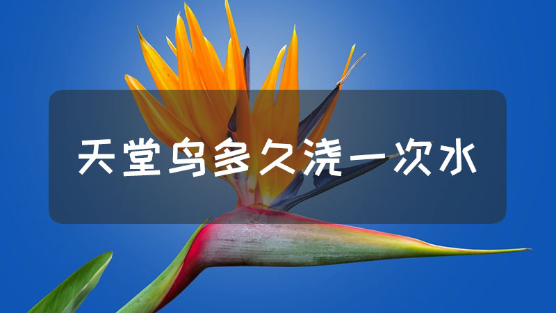天堂鸟多久浇一次水