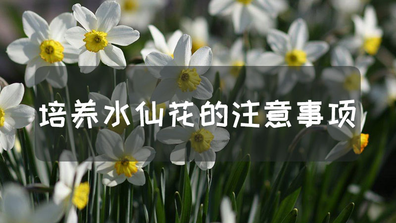 培养水仙花的注意事项