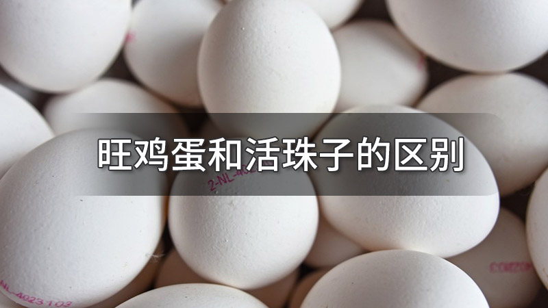 旺鸡蛋和活珠子的区别